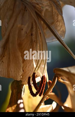 leaves and stamens of dying lily Stock Photo
