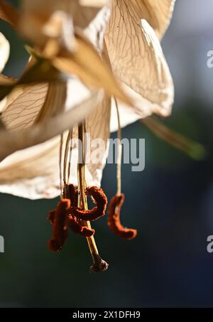 leaves and stamens of dying lily Stock Photo