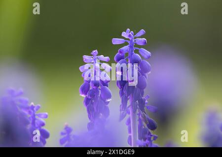 azure grape hyacinth focus stack (Pseudomuscari azureum) Stock Photo