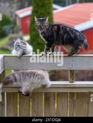 Cats on balcony in danger of falling off clinging on to handrail and trying to climb back to safety Stock Photo