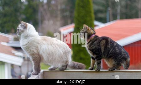 Two young female cats sitting on balcony handrail watching something off to the side Stock Photo