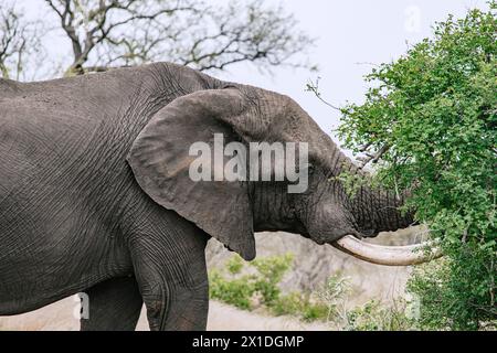 African elephant chews leaves with open mouth, meal close up portrait, side view. Safari in savanna, South Africa, Kruger National Park. Animals natur Stock Photo