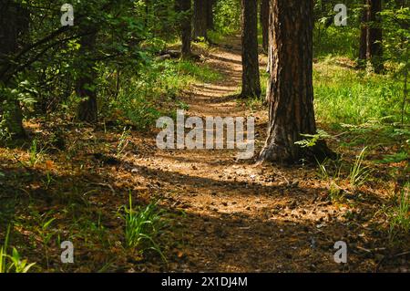 A forest path on which cones lie passes between pine tree trunks and grass in a green coniferous forest Stock Photo