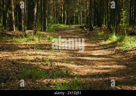 A forest path on which cones lie passes between pine tree trunks and grass in a green coniferous forest Stock Photo