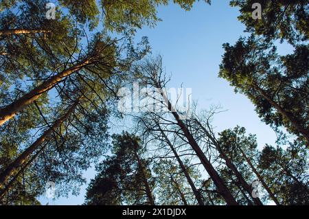 Bottom view of tall long pines and their crowns in the light of the evening sun against the blue sky Stock Photo