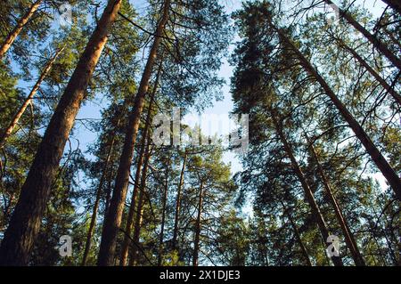 Bottom view of tall long pines and their crowns in the light of the evening sun against the blue sky Stock Photo