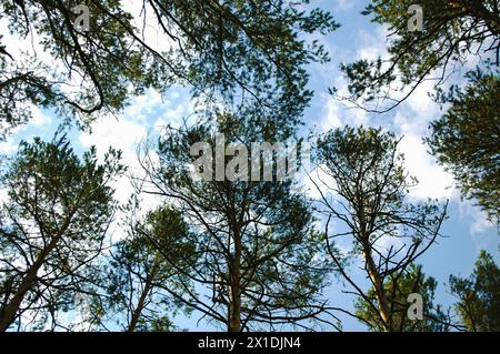 Crowns of tall pines and their branches against the background of white clouds and blue sky Stock Photo