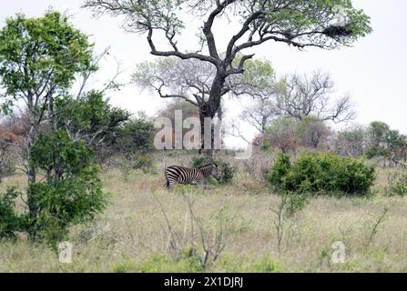 African zebra walks grazing among green trees and bushes in savannah. Safari in Kruger National Park, South Africa. Animals wildlife background, wild Stock Photo