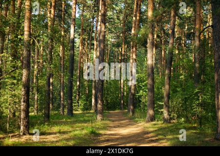 Pine trees and their path lit by warm evening sunlight in a green pine forest Stock Photo