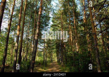 The forest path passes between tall pine trees that form an alley in a coniferous green forest in the rays of the evening sun Stock Photo