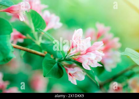 Close up of Kolkwitzia Amabilis blooming on a tree branch. Beauty of a flowering plant against a backdrop of green grass. Stock Photo