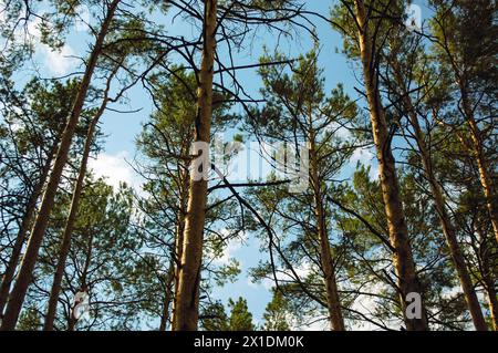 Trunks of tall pines and their branches in the sunlight and green crowns against the background of white clouds and blue sky Stock Photo