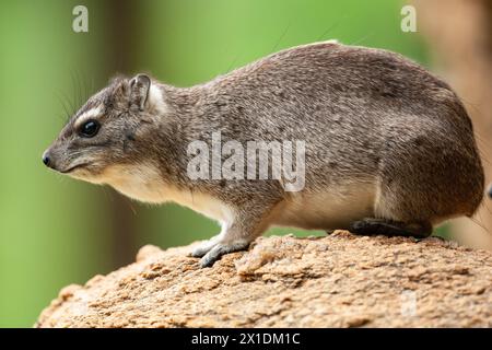 Yellow-spotted rock Hyrax or Bush Hyrax is a species of mammal in the family Procaviidae. It is found in Africa Stock Photo