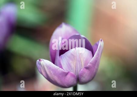 Macro photography of a purple tulip flower against green background. Closeup. Stock Photo