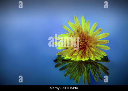 Dandelion flower head ( Taraxacum ) floating on water with reflection Stock Photo