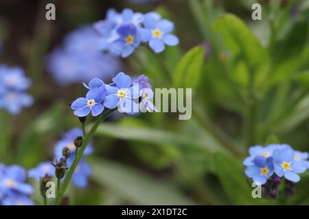 photograph of pretty blue forget-me-not flowers in a garden bed Stock Photo