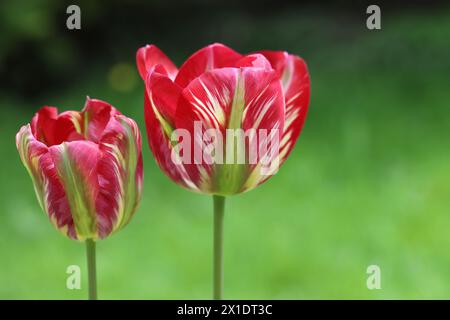 close-up of two beautiful viridiflora tulips against a green blurred background, copy space Stock Photo