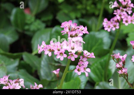 Close-up of a light pink blooming bergenia against a blurred background where the beautiful shiny leaves can be seen Stock Photo