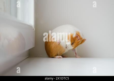 white with red spots guinea pig washing on a white background Stock Photo
