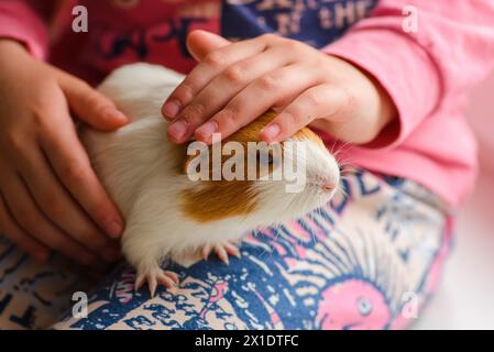 a girl strokes the head of a white and red-spotted guinea pig in her arms Stock Photo
