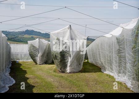Cherry trees' protective shrouds. Row of cherry plants under protective covers; safeguarding against weather and pests in a lush landscape. Example of Stock Photo