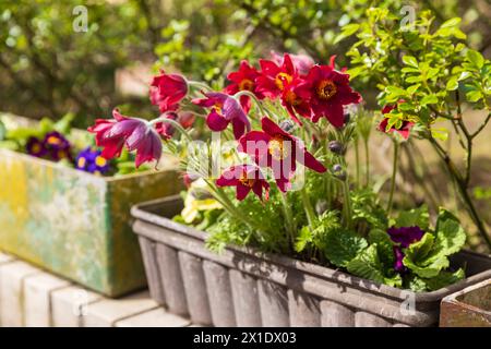 Pulsatilla patens is a species of flowering plant in the family Ranunculaceae, native to Europe, Russia, Mongolia, and China. Common names include Eas Stock Photo