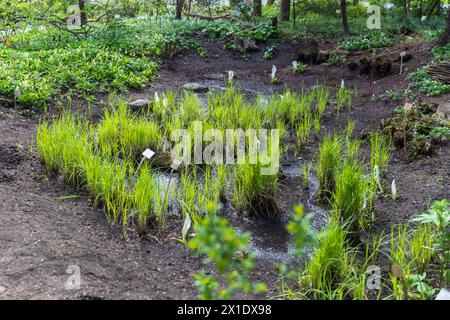 Lysichiton camtschatcensis, common name Asian skunk cabbage, white skunk cabbage Stock Photo