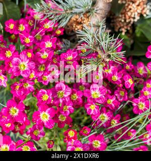 Saxifraga rosacea, or Irish saxifrage, is a herbaceous plant in the family Saxifragaceae. Stock Photo
