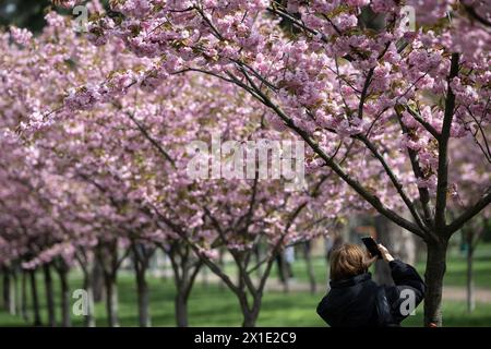 A woman takes a photo of sakura blossoms in Kyoto Park in Kyiv. Stock Photo