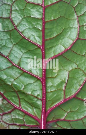 green tropical leaf surface texture, glossy purple thick embossed veins pattern, natural abstract background or backdrop wallpaper close-up macro view Stock Photo