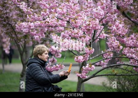 Kyiv, Ukraine. 16th Apr, 2024. A woman takes a photo of sakura blossoms in Kyoto Park in Kyiv. (Credit Image: © Oleksii Chumachenko/SOPA Images via ZUMA Press Wire) EDITORIAL USAGE ONLY! Not for Commercial USAGE! Stock Photo
