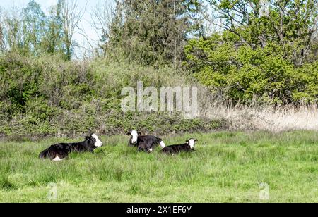 Three cows laying in the green grass Stock Photo