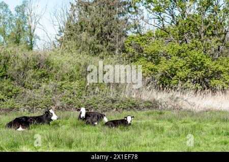 Three cows laying in the green grass Stock Photo