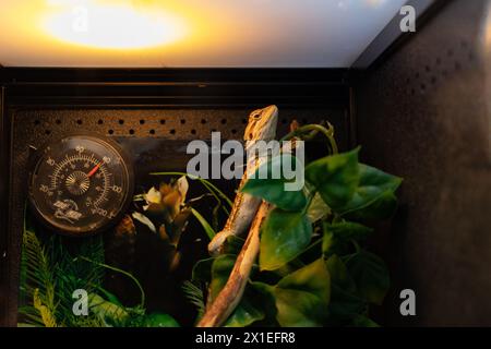 Bearded dragon perched on a branch surrounded by green leaves under warm lighting - inside a terrarium with a hygrometer. Taken in Toronto, Canada. Stock Photo
