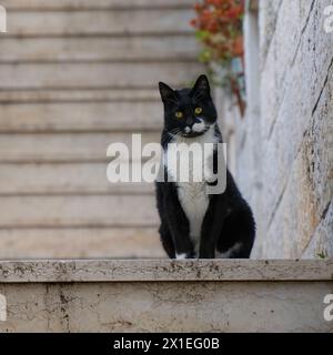 A yellow eyed, black and white alley cat, sitting on a stone staircase. Stock Photo
