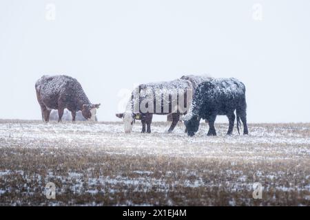 Cattle covered in snow graze during a spring blizzard on the Alberta prairies in Rocky View County. Stock Photo