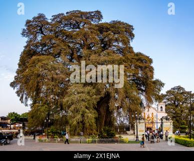 A giant 2000 years old Montezuma cypress tree (Taxodium mucronatum), or Árbol del Tule, is the center piece of Santa María del Tule. Oaxaca, Mexico. Stock Photo