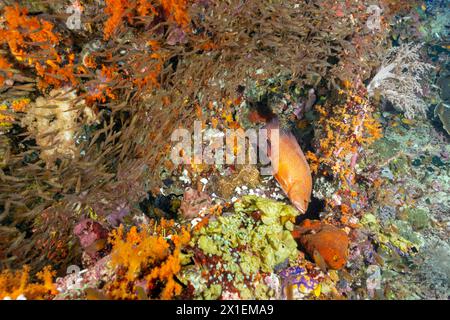 Coral grouper,Cephalopholis miniata, chasing glass fishes in the reef crevices, Raja Ampat, Indonesia. Stock Photo