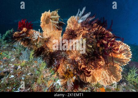 Reef scenic with seafans and crinoids Raja Ampat Indonesia. Stock Photo