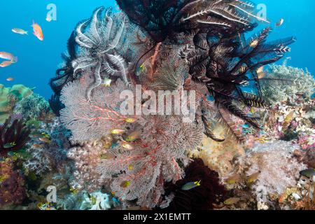 Reef scenic with seafans and crinoids Raja Ampat Indonesia. Stock Photo