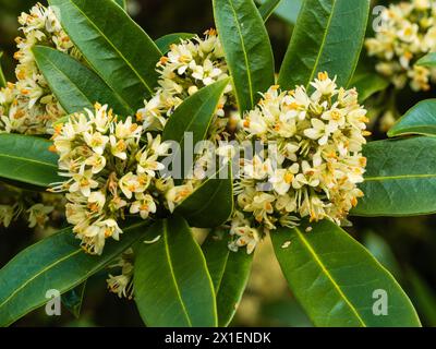 Fragrant male spring flowers of the hardy evergreen shrub, Skimmia x confusa 'Kew Green' Stock Photo