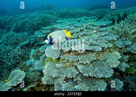 Reef scenic with pristine hard corals and emperor angelfish, Pomacanthus imperator, Raja Ampat Indonesia. Stock Photo