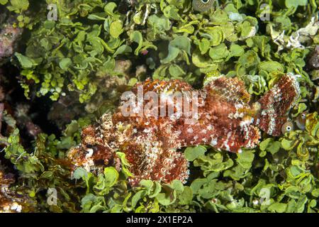 Tassled scorpionfish, Scorpaenopsis oxycephala, on halimeda algae, Raja Ampat Indonesia Stock Photo