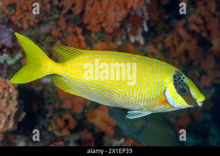 Masked Rabbitfish, Siganus puellus, Raja Ampat West papua Indonesia. Stock Photo