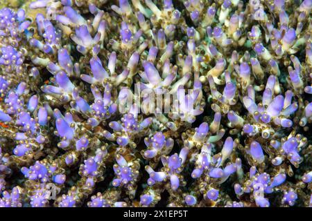 Fluorescence color in a branching hard coral, Raja Ampat Indonesia Stock Photo