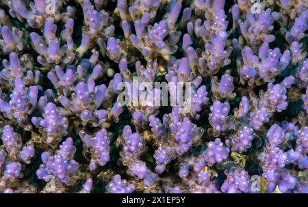 Fluorescence color in a branching hard coral, Raja Ampat Indonesia Stock Photo