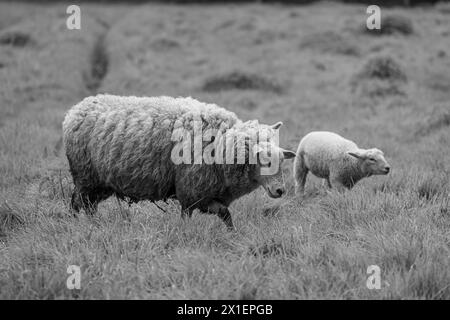 spring time in the german muensterland Stock Photo