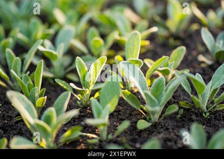 Young seedlings of Hedgenettles plant, also known as Stachys, one of the largest in the mint family Lamiaceae. Beauty in nature. Stock Photo