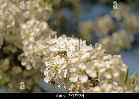 Honey bee taking nectar from the flowers of the wild pear. Stock Photo