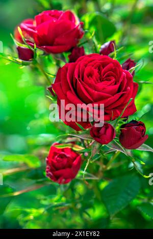 Red roses on a blurred green background Stock Photo